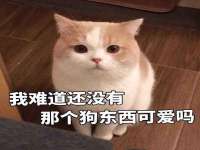 义乌市筱杵贸易商行