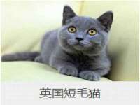 义乌市筱杵贸易商行