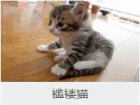 义乌市筱杵贸易商行
