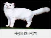 义乌市筱杵贸易商行