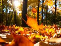 义乌市筱杵贸易商行