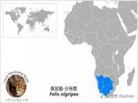 义乌市筱杵贸易商行