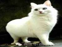 义乌市筱杵贸易商行