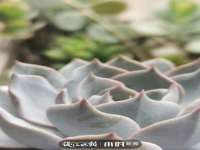 义乌市筱杵贸易商行