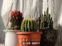 义乌市筱杵贸易商行
