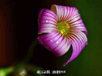义乌市筱杵贸易商行