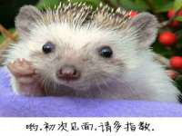 义乌市筱杵贸易商行
