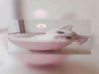 义乌市筱杵贸易商行