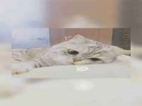 义乌市筱杵贸易商行