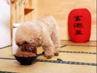 义乌市筱杵贸易商行