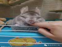 义乌市筱杵贸易商行