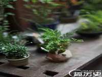 义乌市筱杵贸易商行