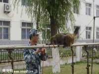 义乌市筱杵贸易商行