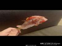 义乌市筱杵贸易商行